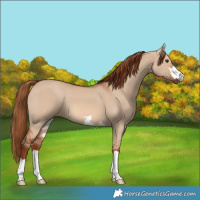 Horse Color:Red Dun 