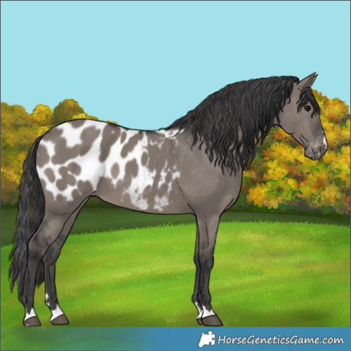Horse Color:Grullo Appaloosa