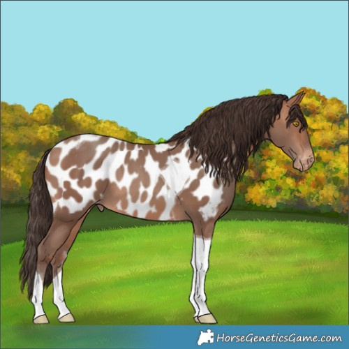 Horse Color:Sable Champagne Tobiano Appaloosa 