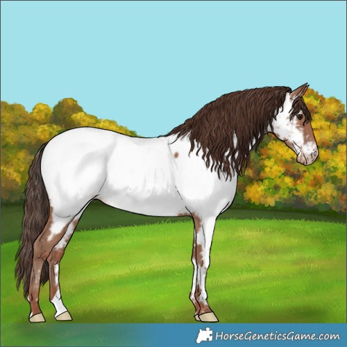 Horse Color:Classic Champagne Appaloosa