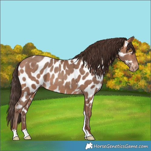 Horse Color:Sable Champagne Tobiano Near Leopard