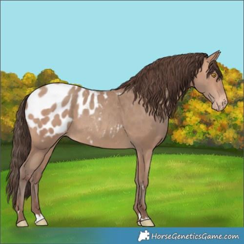 Horse Color:Amber Champagne Appaloosa