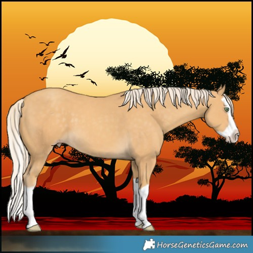Horse Color:Gold Cream Champagne Splash