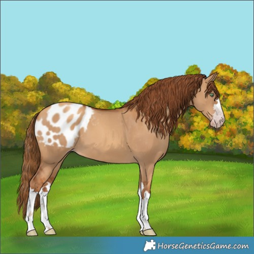 Horse Color:Gray Gold Champagne Dun Appaloosa 