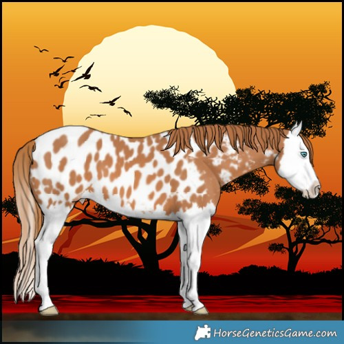 Horse Color:Chestnut Splash Near Leopard