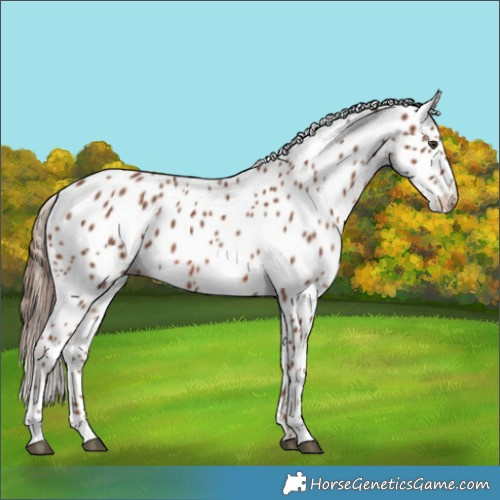 Horse Color:Chestnut Appaloosa 