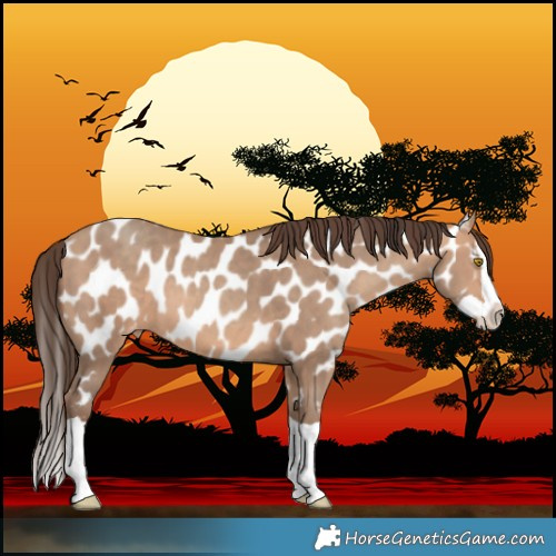 Horse Color:Amber Champagne Splash Near Leopard