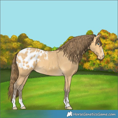 Horse Color:Amber Cream Champagne Blanket