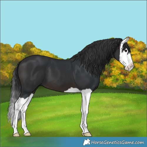 Horse Color:Brown Splash 