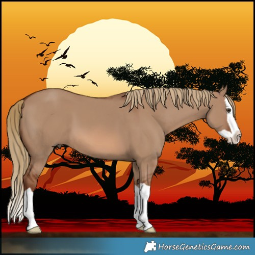 Horse Color:Red Dun Splash 