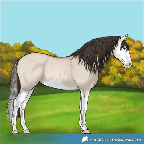 Horse Color:Amber Champagne Dun Splash 