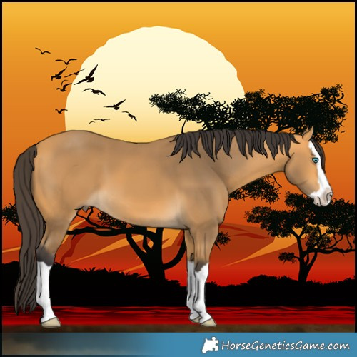 Horse Color:Buckskin Splash 