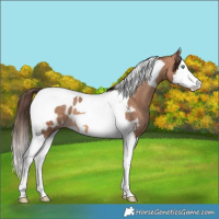 Horse Color:Sable Champagne Splash Tobiano Appaloosa