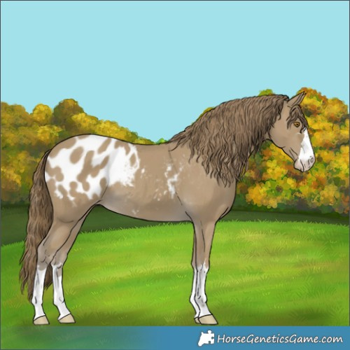 Horse Color:Classic Cream Champagne Appaloosa
