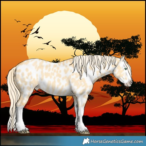 Horse Color:Gold Cream Champagne Dun Splash Near Leopard