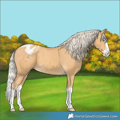 Horse Color:Gold Cream Champagne Splash Appaloosa 