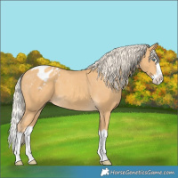 Horse Color:Gold Cream Champagne Splash Appaloosa