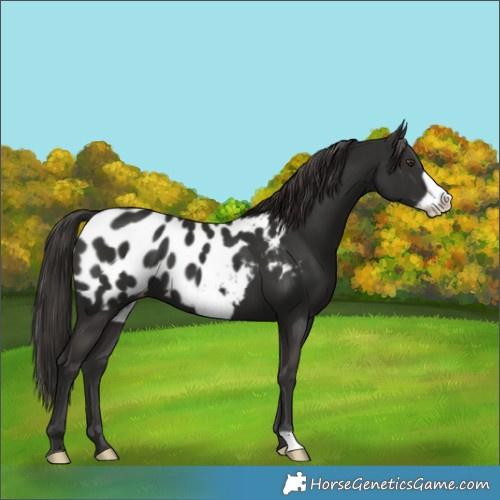 Horse Color:Liver Chestnut Frame Blanket 