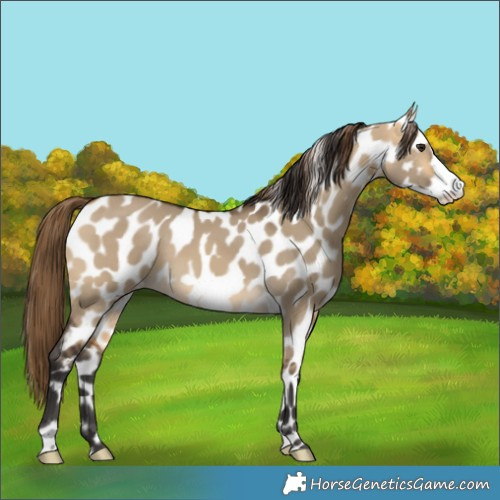 Horse Color:Buckskin Dun Frame Near Leopard 