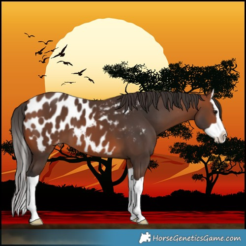 Horse Color:Bay Splash Near Leopard