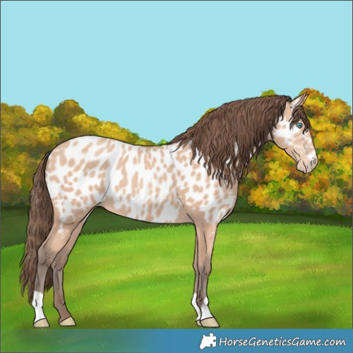 Horse Color:Amber Champagne Near Leopard