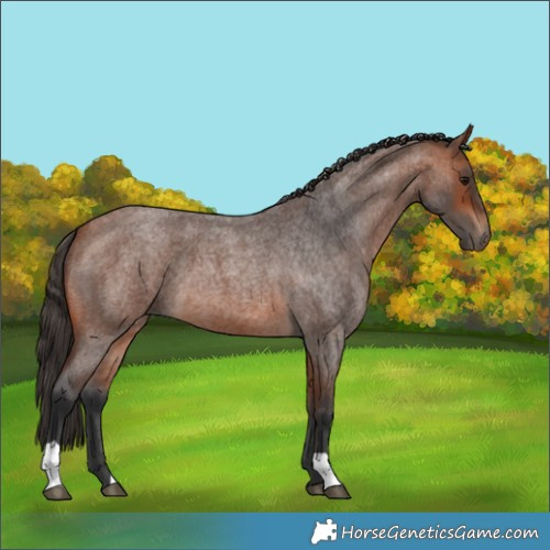 Horse Color:Bay Roan