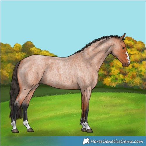 Horse Color:Bay Roan