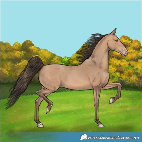 Horse Color:Amber Champagne