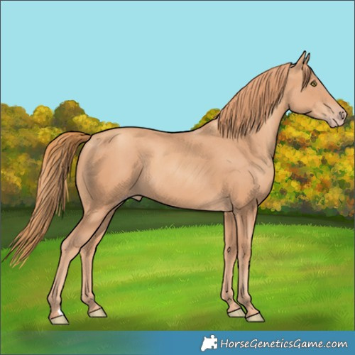 Horse Color:Gold Champagne