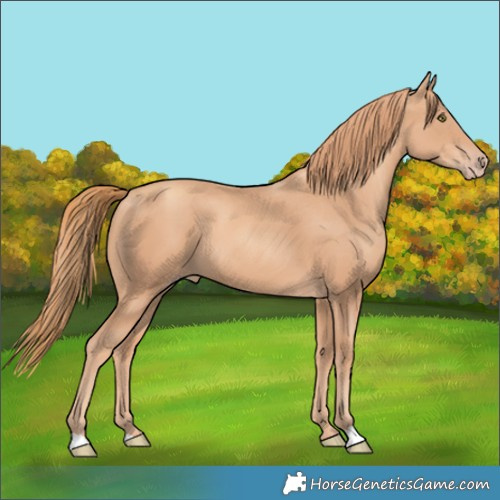 Horse Color:Gold Champagne