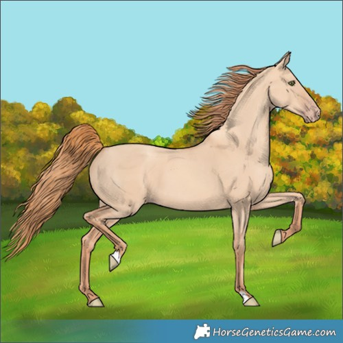 Horse Color:Gold Champagne Dun 