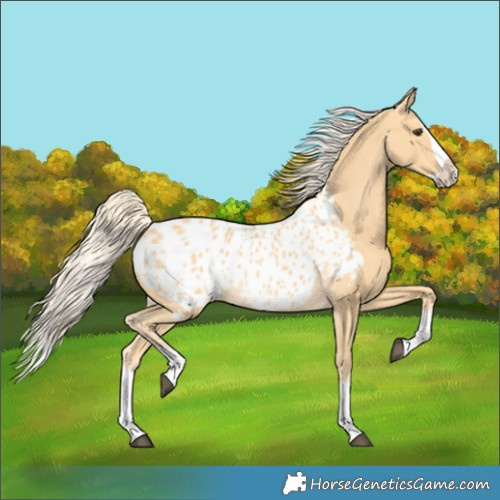 Horse Color:Palomino Splash Appaloosa 