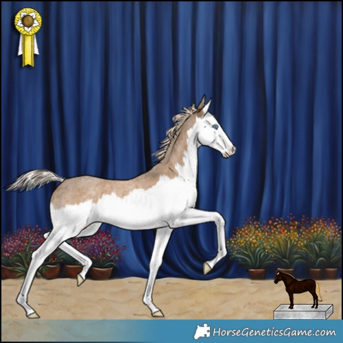 Horse Color:Chocolate Palomino Roan Splash Rabicano 