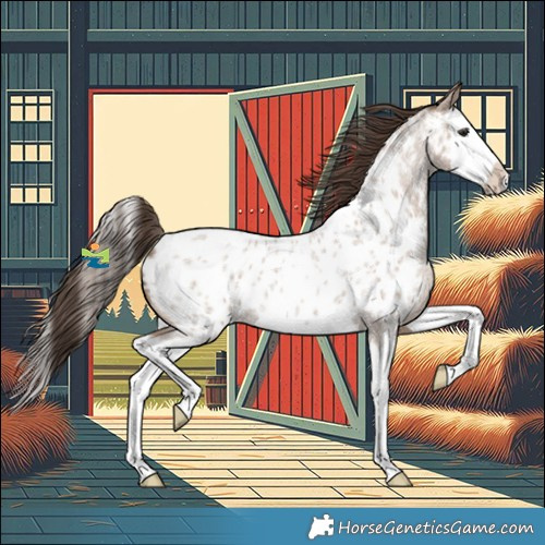 Horse Color:Classic Champagne Roan Splash Appaloosa