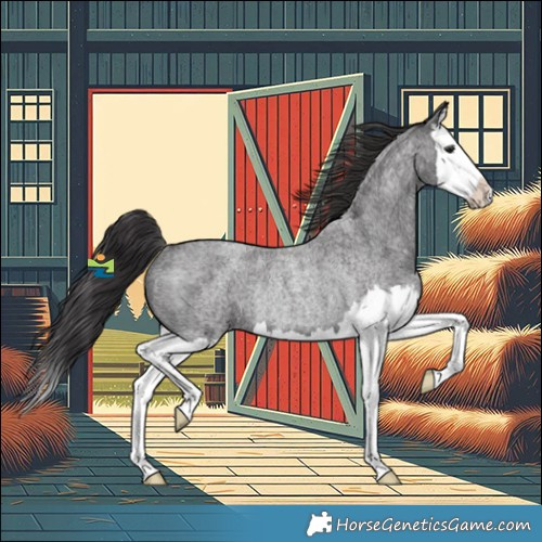 Horse Color:Smoky Blue Roan Splash Rabicano