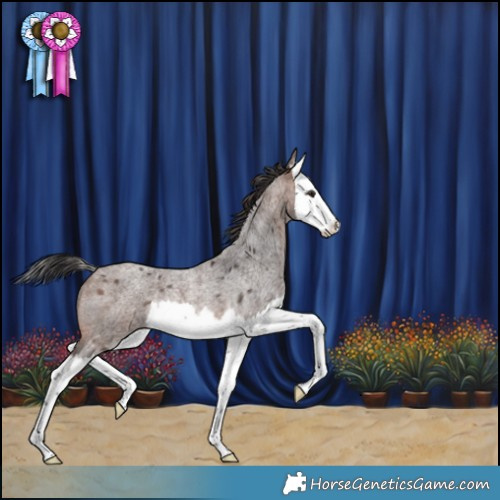 Horse Color:Brown Roan Splash Rabicano 