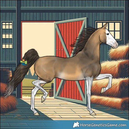 Horse Color:Buckskin Splash