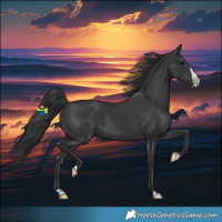 Horse Color:Black Splash Rabicano 