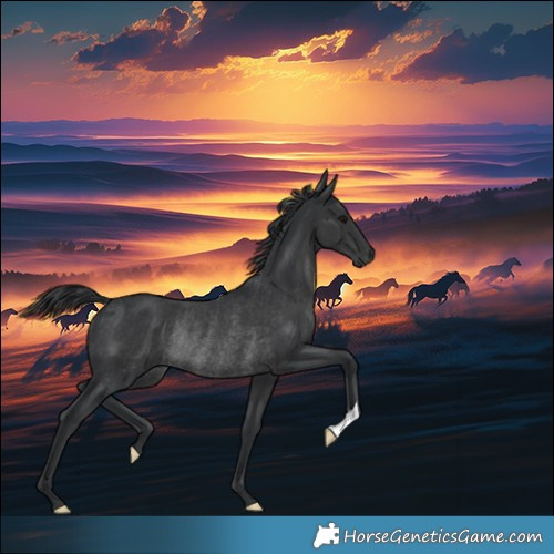 Horse Color:Black Rabicano