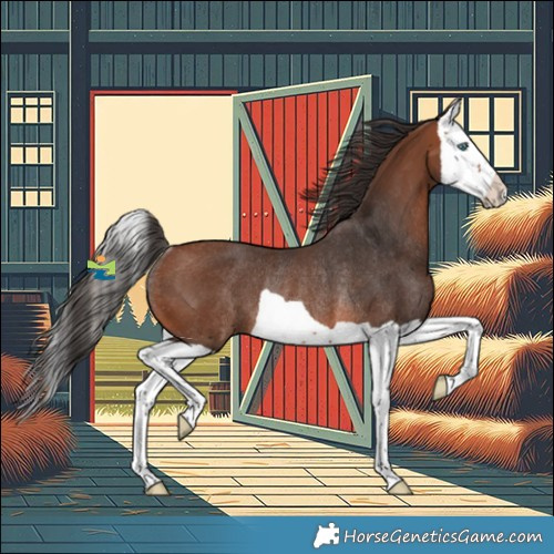 Horse Color:Bay Splash Rabicano