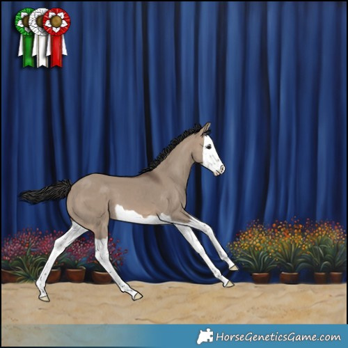 Horse Color:Brown Dun Splash