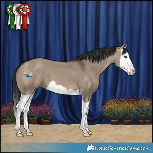Horse Color:Brown Dun Splash