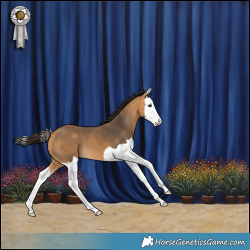Horse Color:Buckskin Splash 
