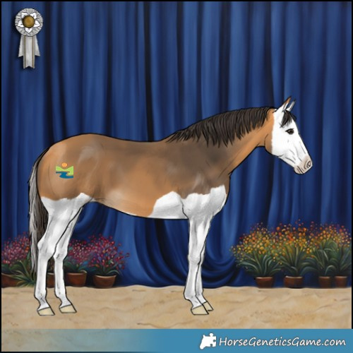 Horse Color:Buckskin Splash 