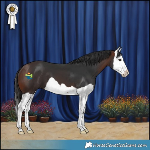Horse Color:Brown Splash 
