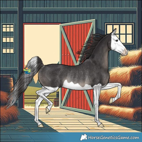 Horse Color:Smoky Black Splash Rabicano