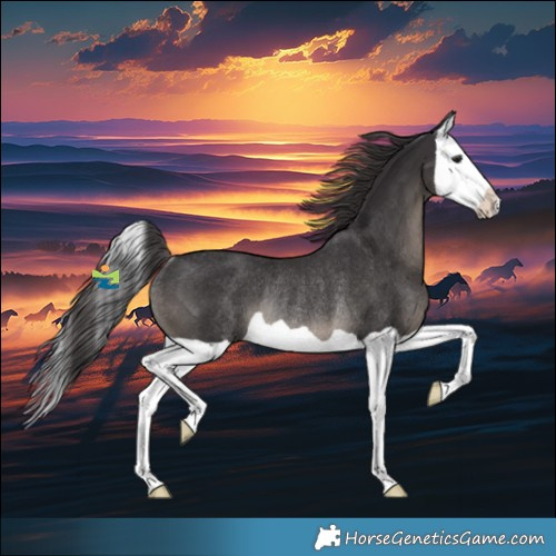 Horse Color:Smoky Black Splash Rabicano 
