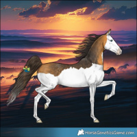 Horse Color:Buckskin Splash 