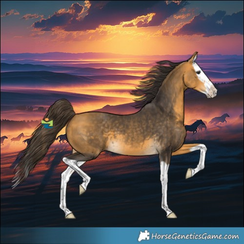 Horse Color:Buckskin Splash