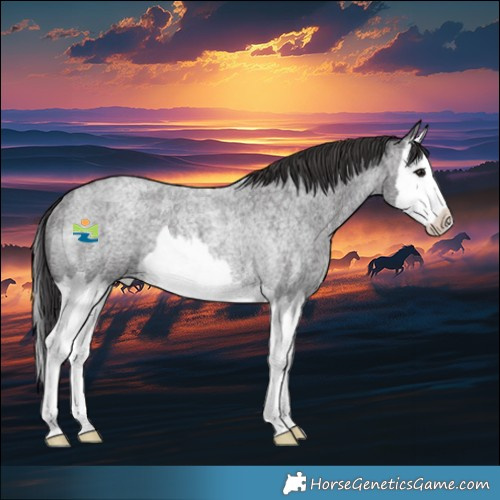 Horse Color:Smoky Blue Roan Splash Rabicano 
